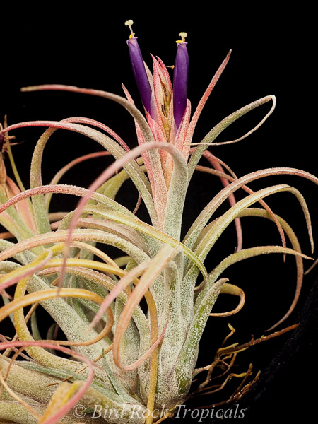 Tillandsia ‘Mother's Day' T'S TROPICALS Original Tillandsia Hybrid🔳 • Tillandsia 'Mother's Day' X T