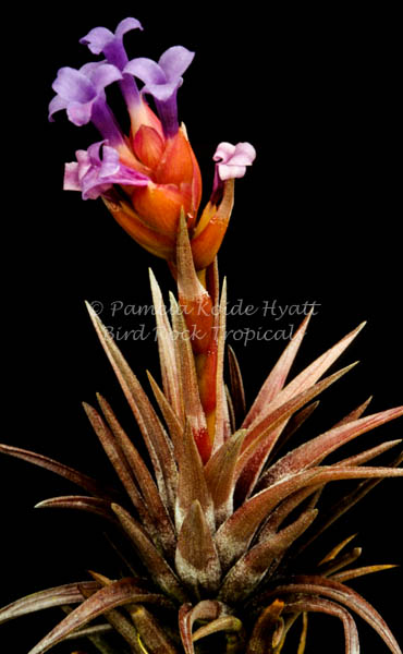 Tillandsia neglecta (red/bronze form) - Bird Rock Tropicals
