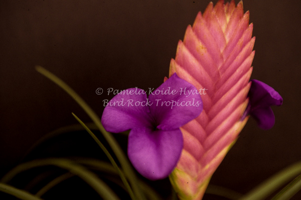 T044__82519.1701025399.jpg?c=2