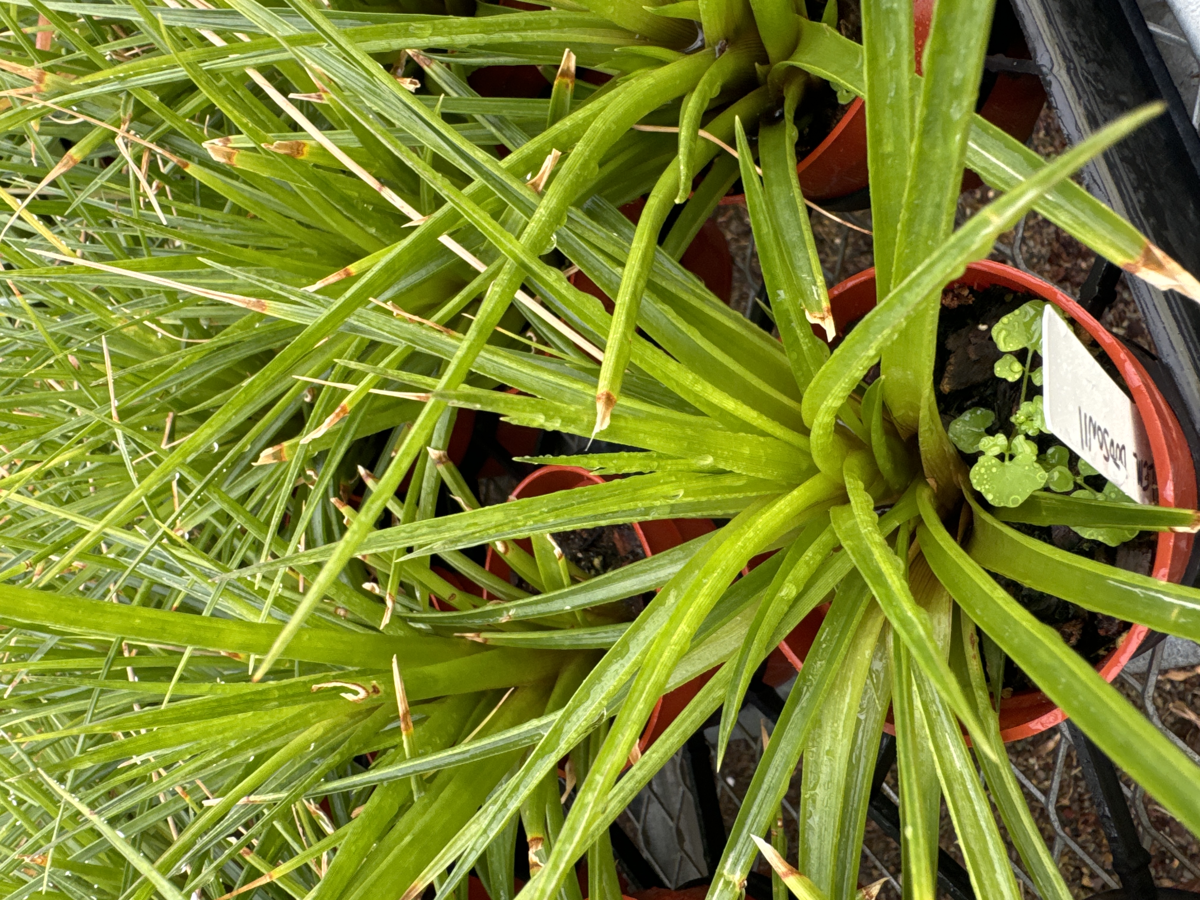Tillandsia (Lemeltonia) dodsonii - Bird Rock Tropicals