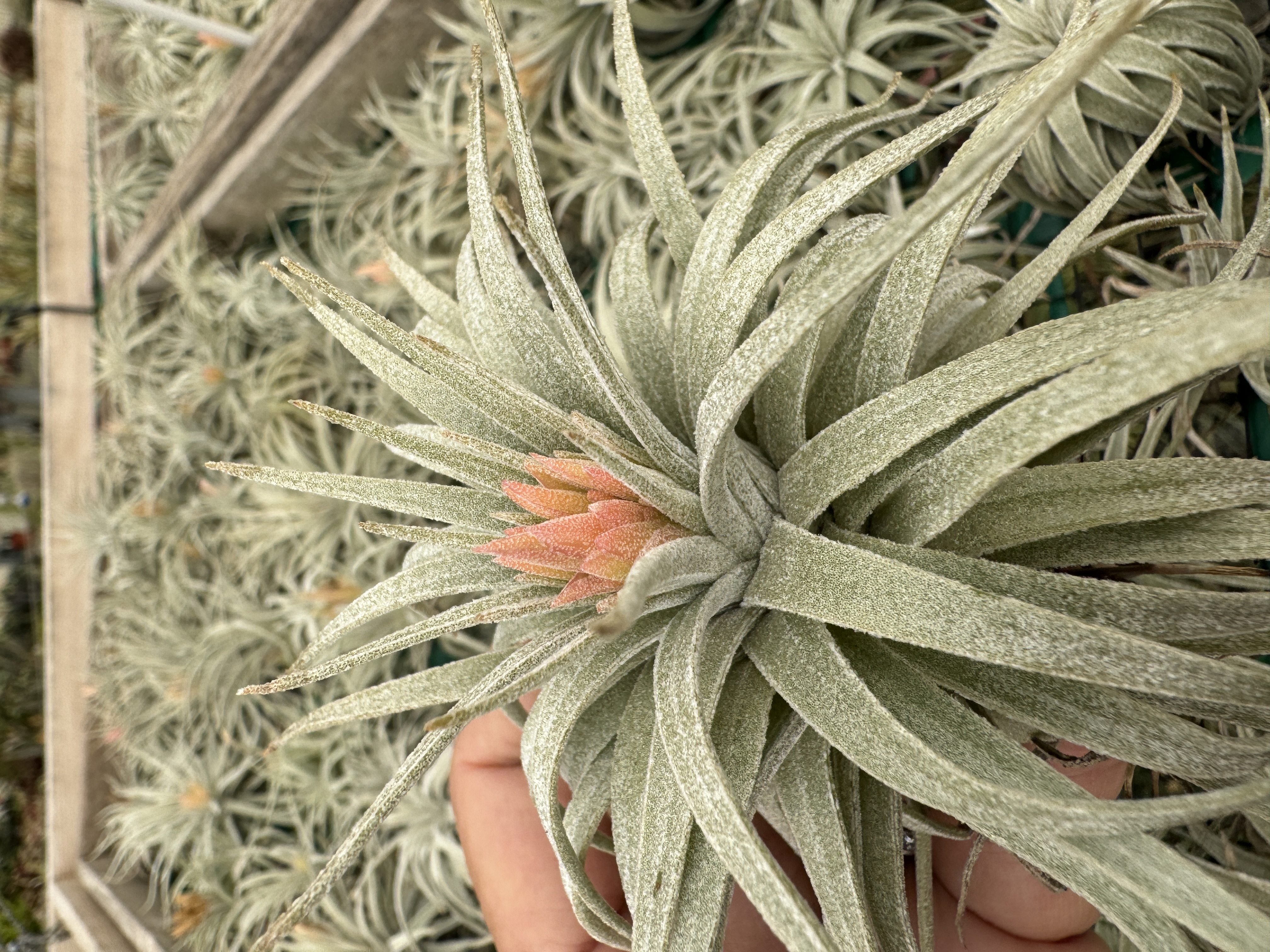 Tillandsia mauryana - Bird Rock Tropicals