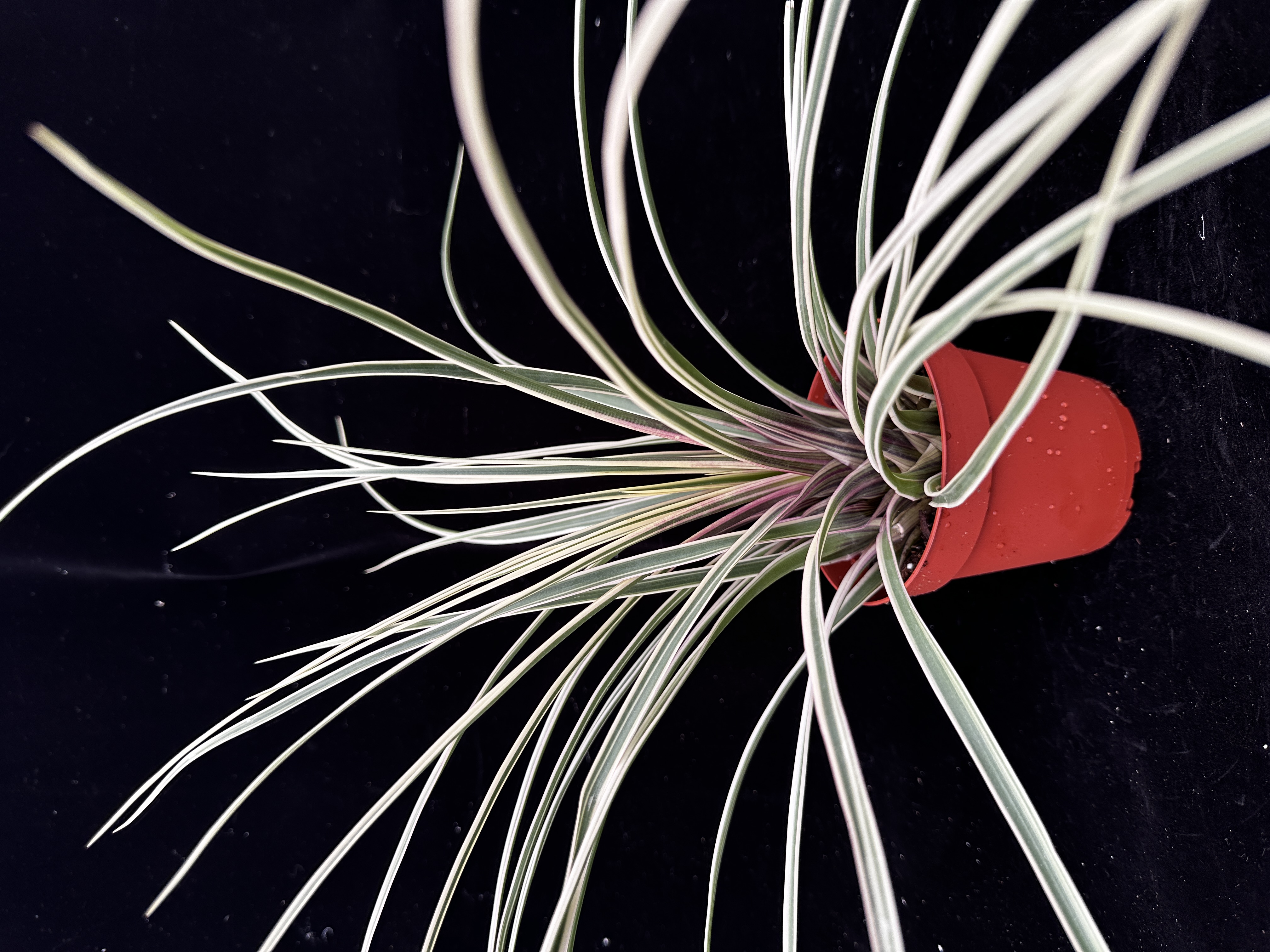 IMG_5316__20108.1694539283.JPG?c=2