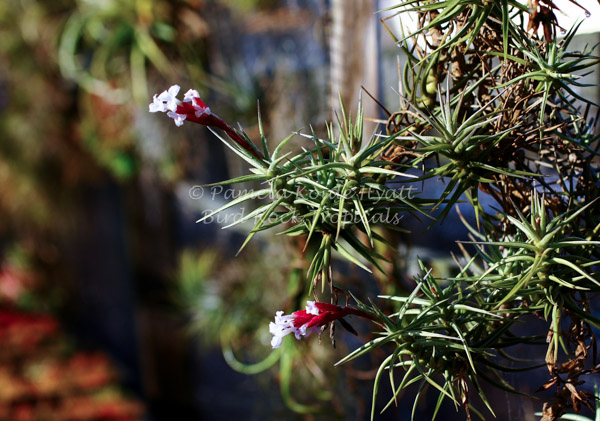 フラワー・ガーデニング Tillandsia cotagaitensis **50** Tillandsia 'Cocoensis' - Bird Rock Tropicals