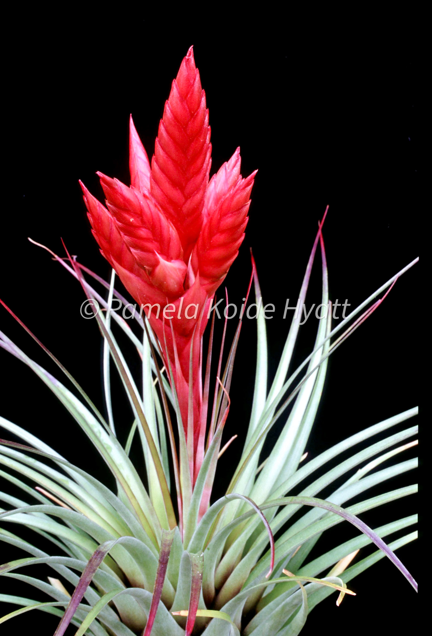 Tillandsia Red Robin 速達発送 Tillandsia Red Robin 速達発送 - メルカリ