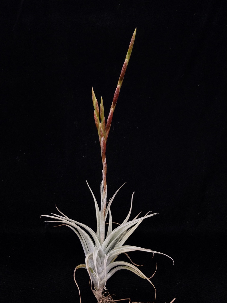 ehlersiana x caput-medusae　T'S TROPICALS Tillandsia caput-medusae X seleriana - Bird Rock Tropicals