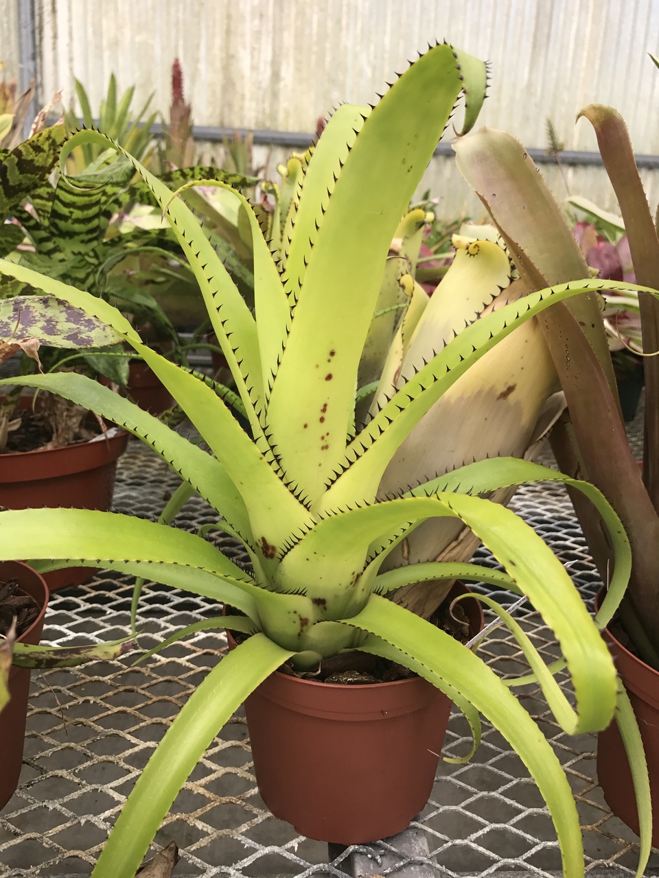Aechmea triangularis - Bird Rock Tropicals