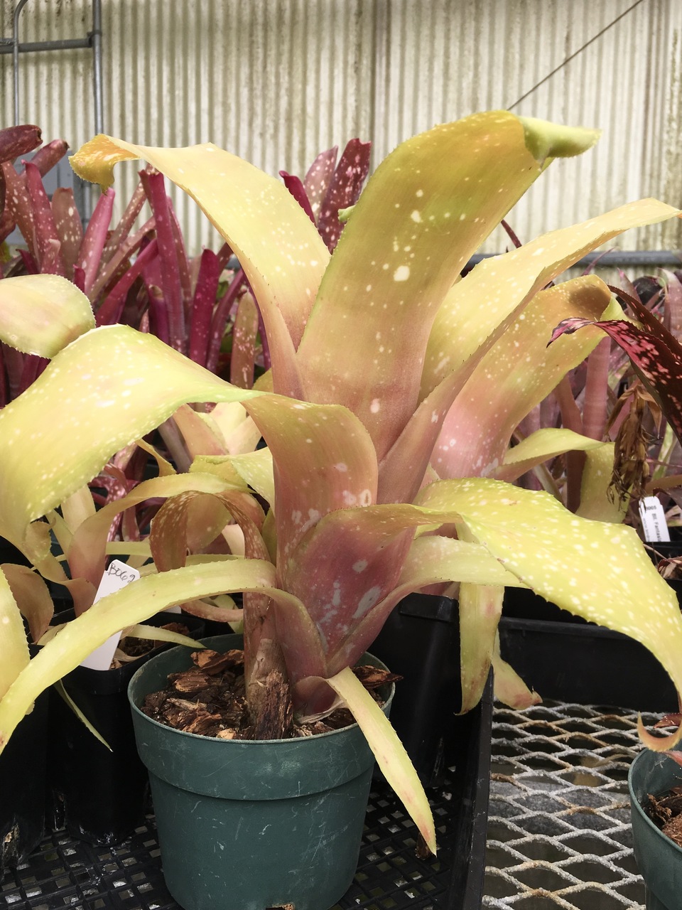 Billbergia 'Fiesta' - Bird Rock Tropicals
