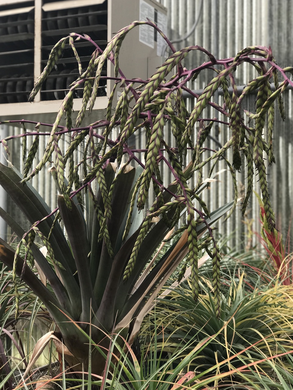 Tillandsia zizkae (previously T. krukoffiana) - Bird Rock Tropicals