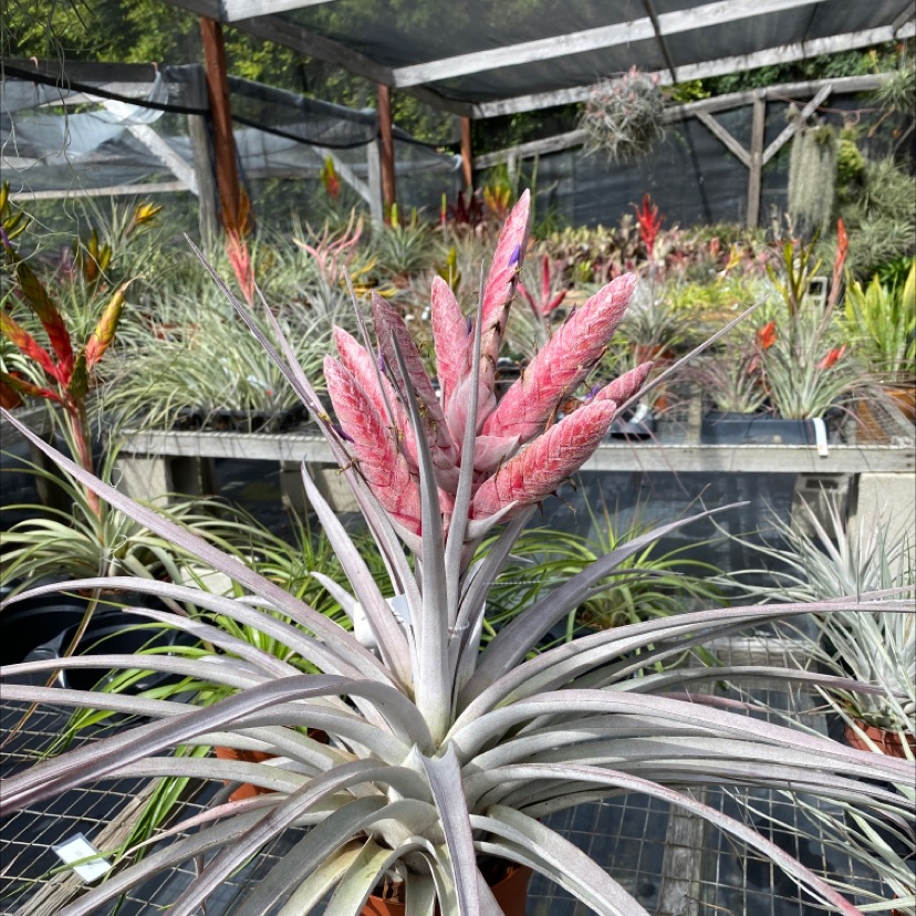 H*S様 Tillandsia ‘Mother's Day' T'S TROPI Tillandsia Steve Pink