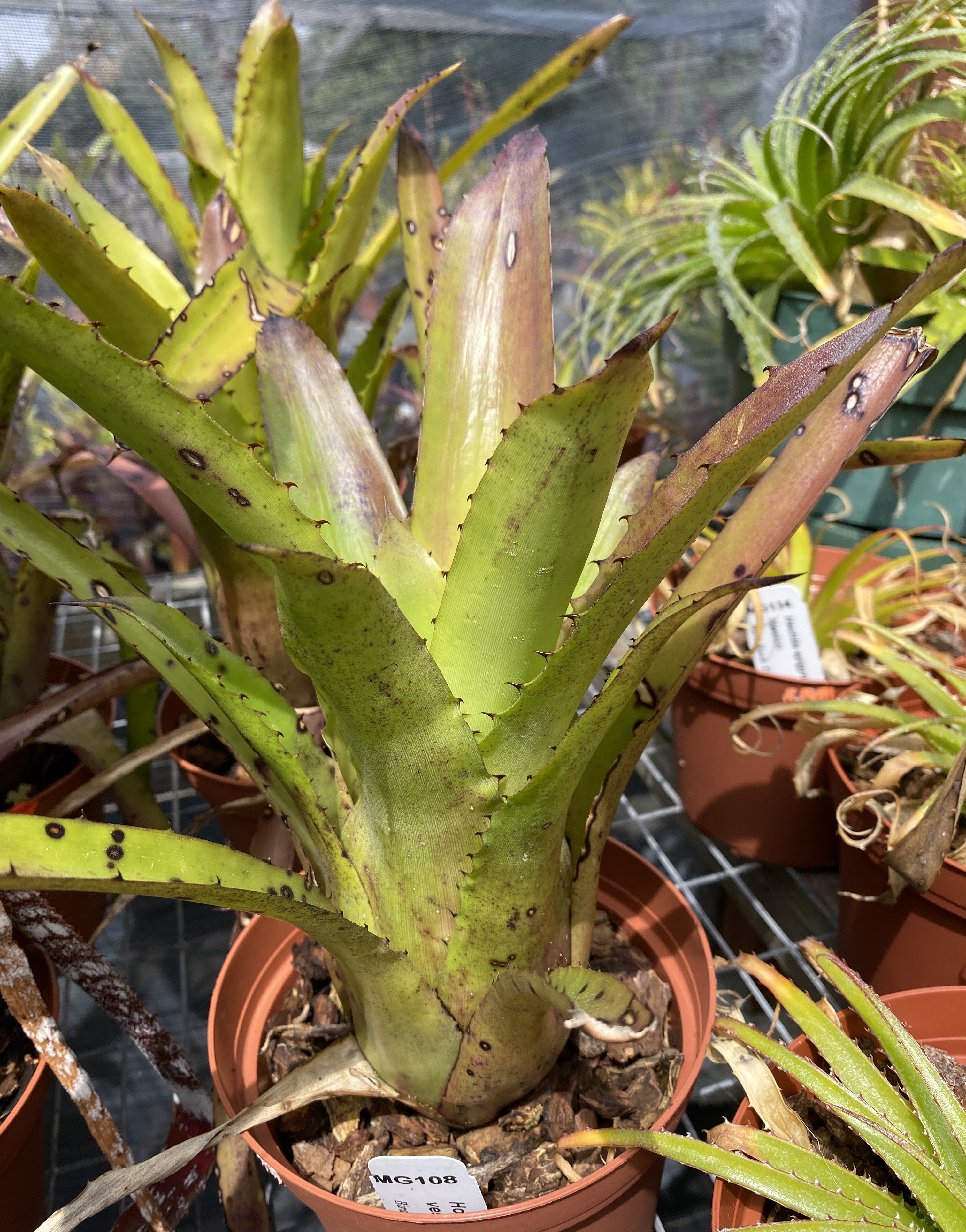 96 Hohenbergia vestita x sp.357 ホヘンベルギア ヴェスティタ 96 Hohenbergia vestita x sp.357 ホヘンベルギア ヴェスティタ