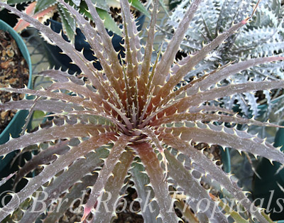 ブロメリア・エアープランツ mi-anaDyckia dawsonii BBC Dyckia dawsonii - Bird Rock Tropicals
