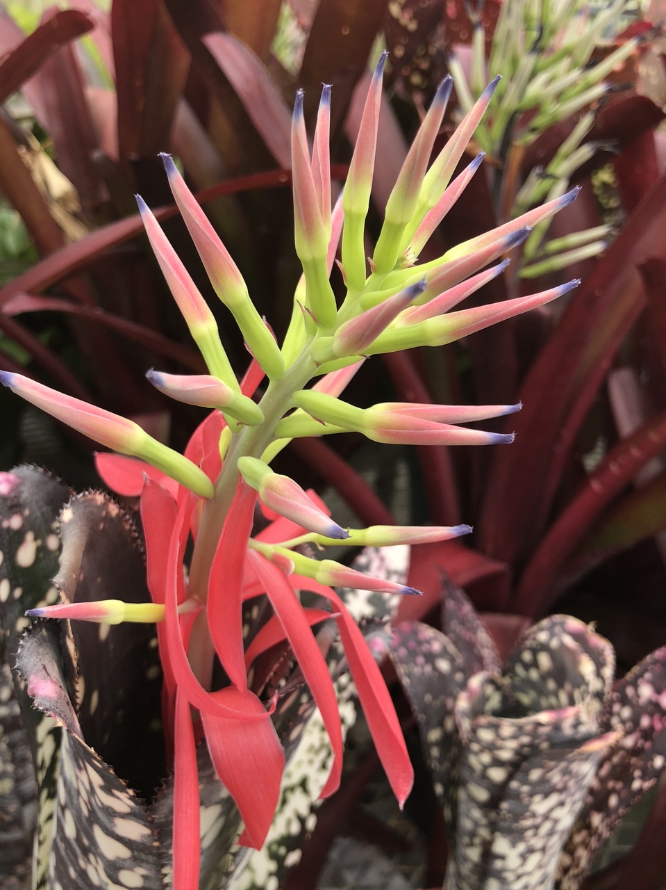 Billbergia Novena - Bird Rock Tropicals