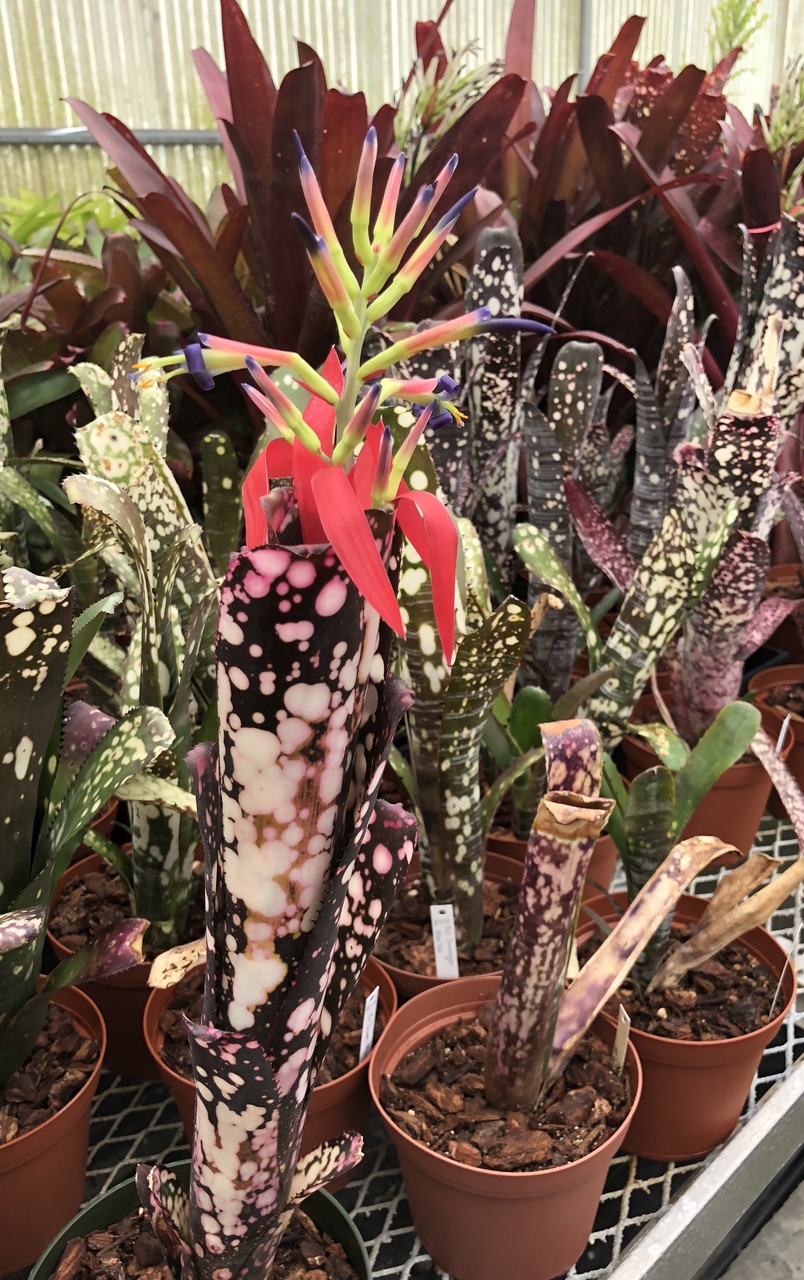 上品な ビルベルギア ムーランルージュ Billbergia Moulin Rouge 植物 ...