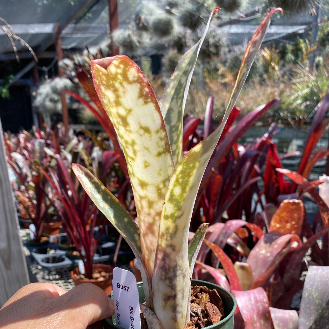 Billbergia Don’s Blest ① 0CFD3655-2D4E-42E7-B5D2-