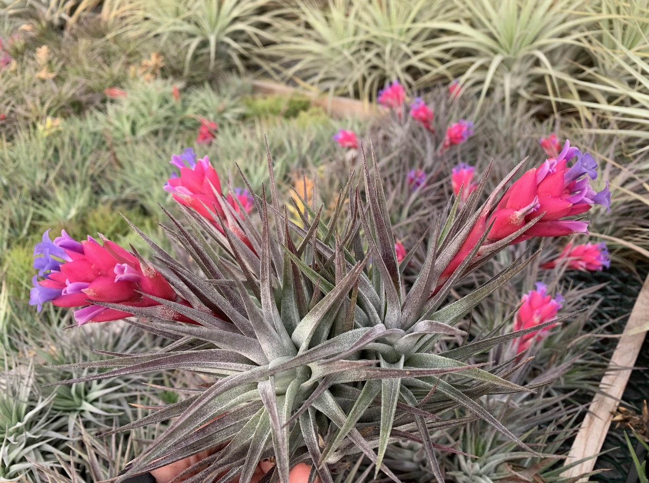 Tillandsia Purple Frost (T. neglecta x meridionalis) - Bird Rock