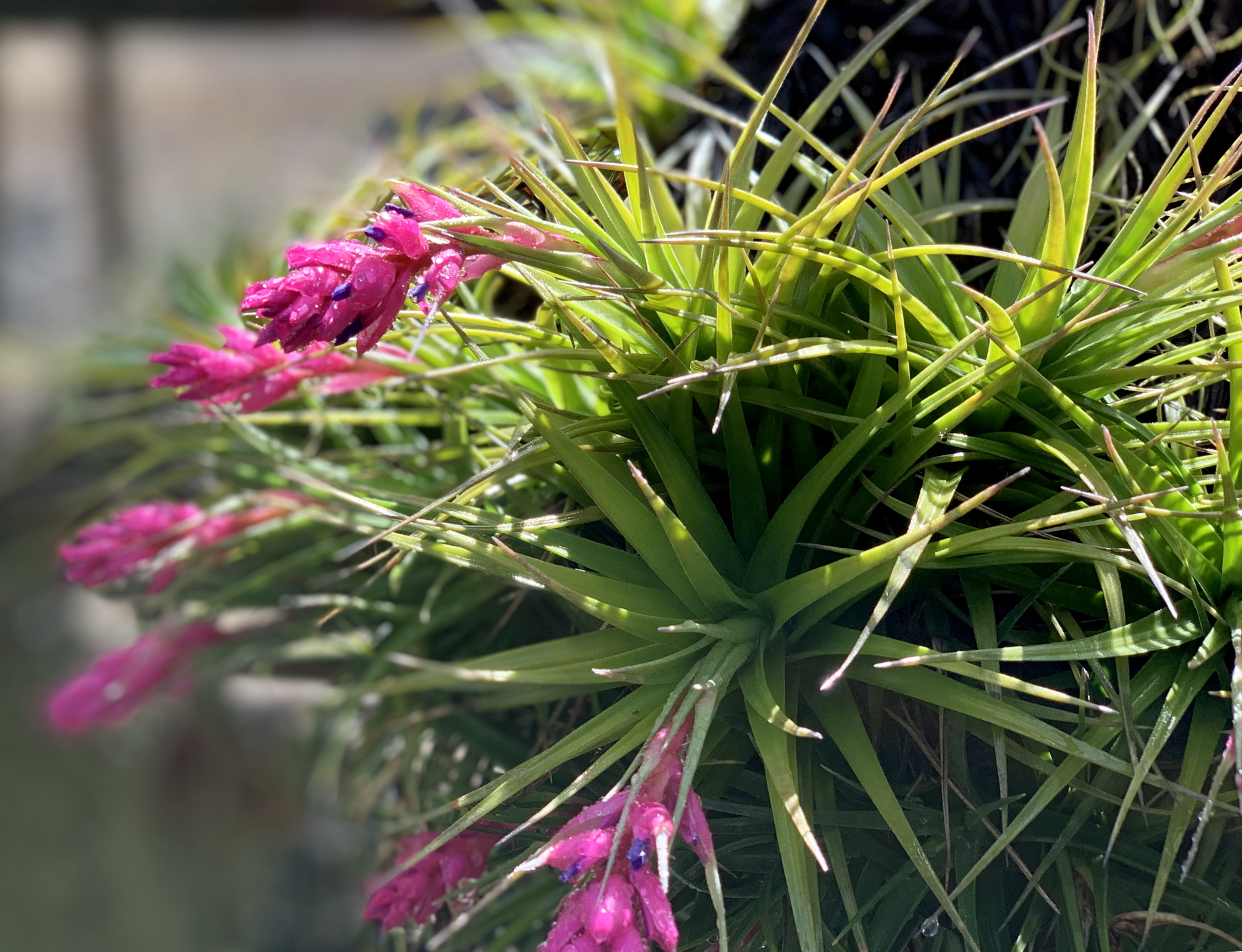air plants for sale Artifical Air Plants Tillandsia in Terracotta Pot Home Set Display – Jamali  Garden main image 1