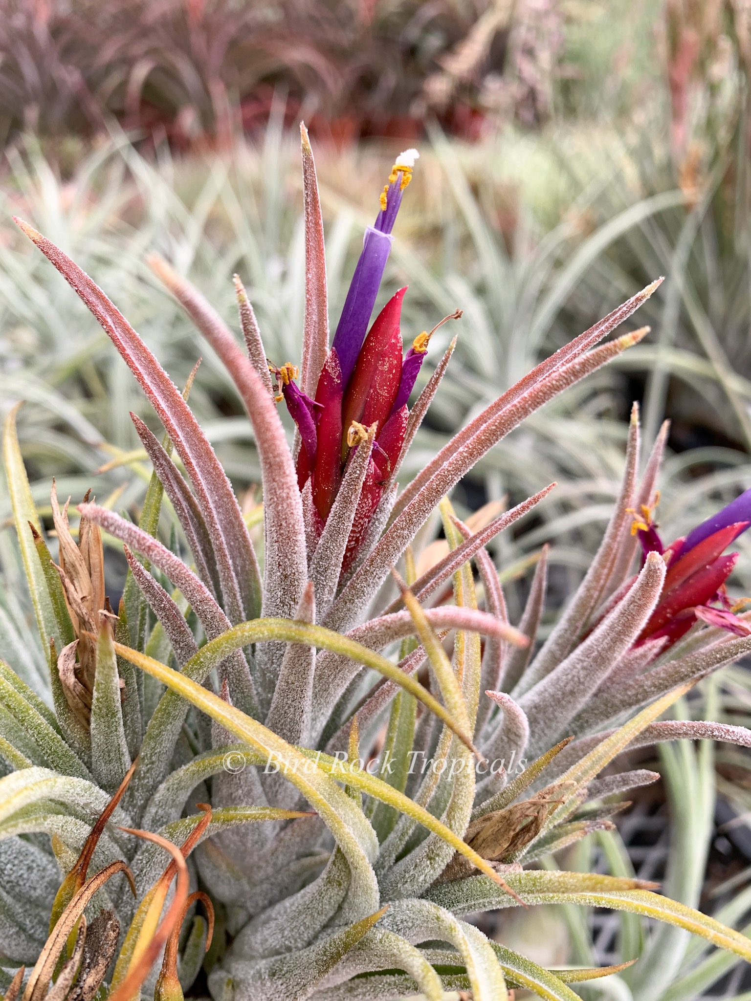 む*ん様 Tillandsia brealitoensis Tillandsia brealitoensis Argentina 良きかな〜 だんだん傾い