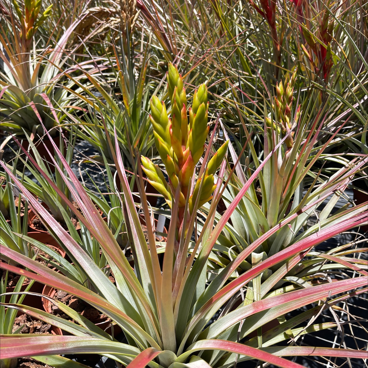 Tillandsia fasciculata (San Mateo Peñasco) - Bird Rock Tropicals