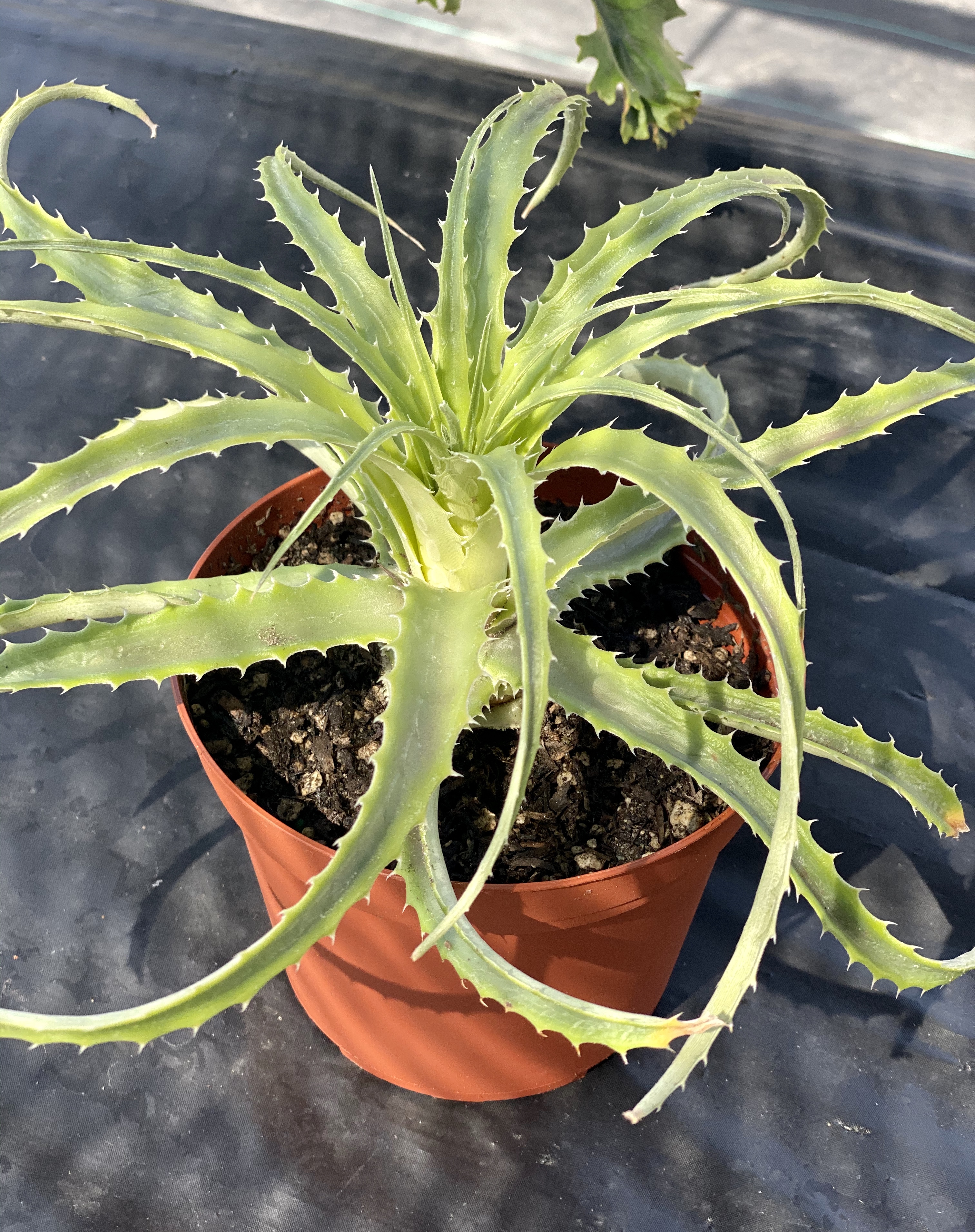 IMG_0023__39827.1571429548.jpg?c=2