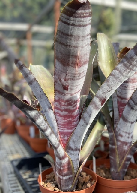 Billbergia Puerto Rico - Bird Rock Tropicals
