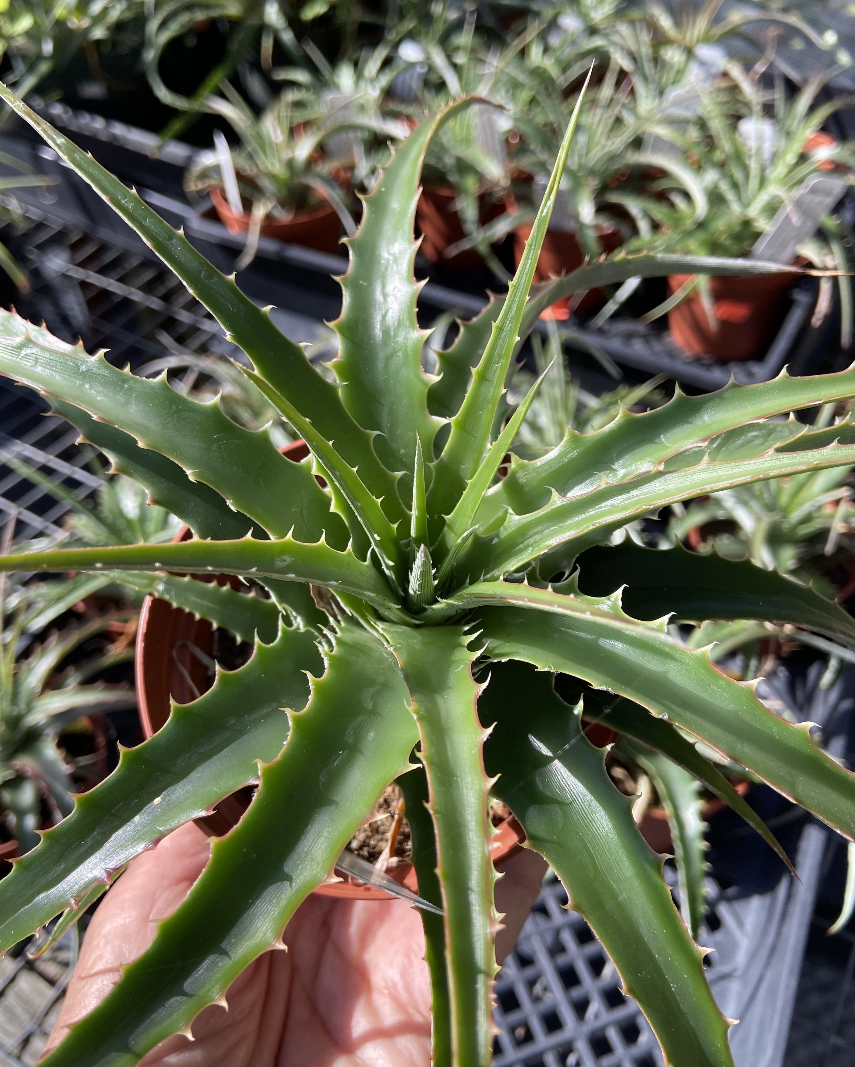 ヘクチア Hechtia 'Bill Paylen's Brother' ⑴ Hechtia sp.