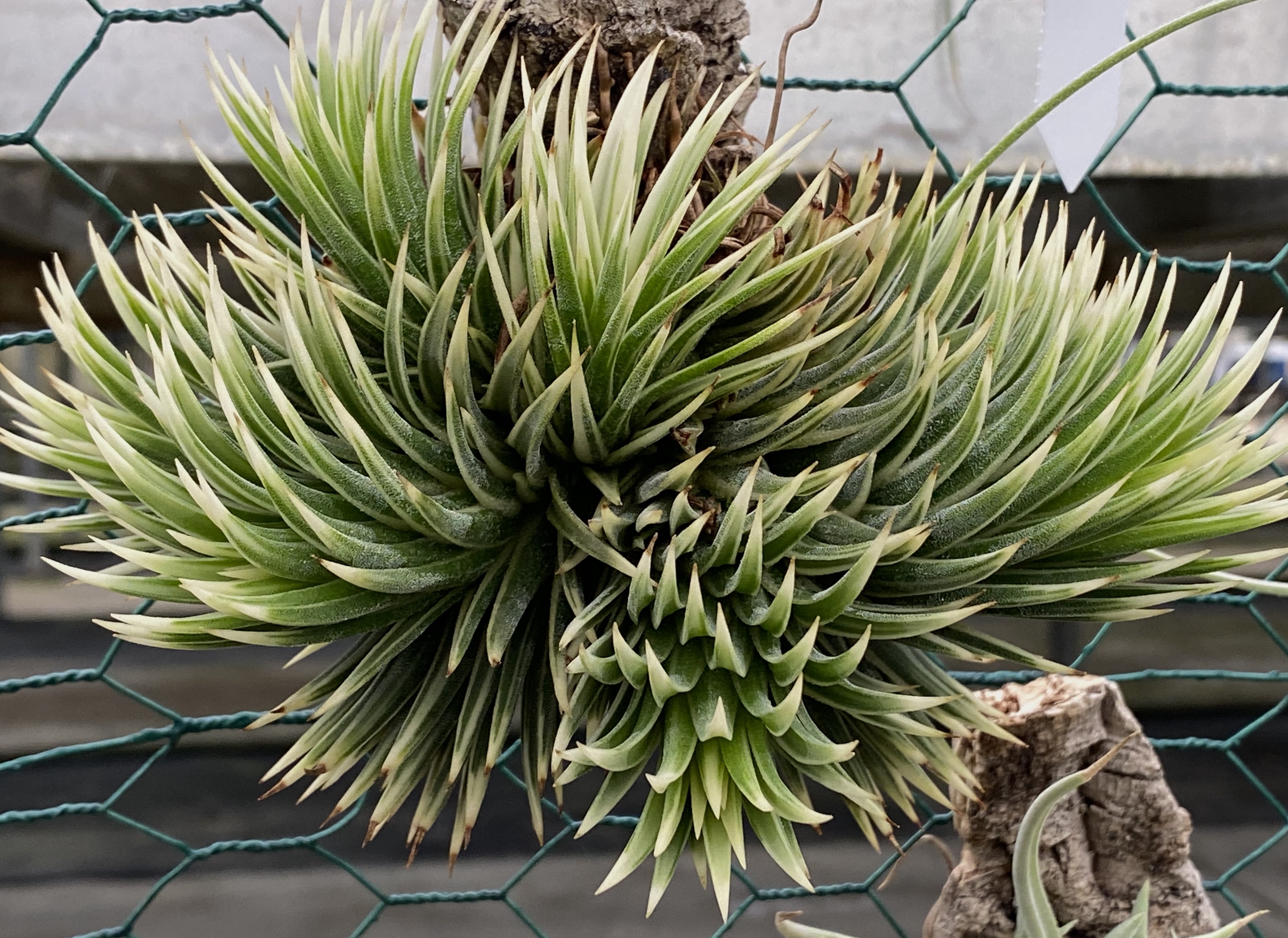 その他観葉植物 Tillandsia ionantha 'Albomarginata' Ionantha Albo-Marginata – Air Plant Hub