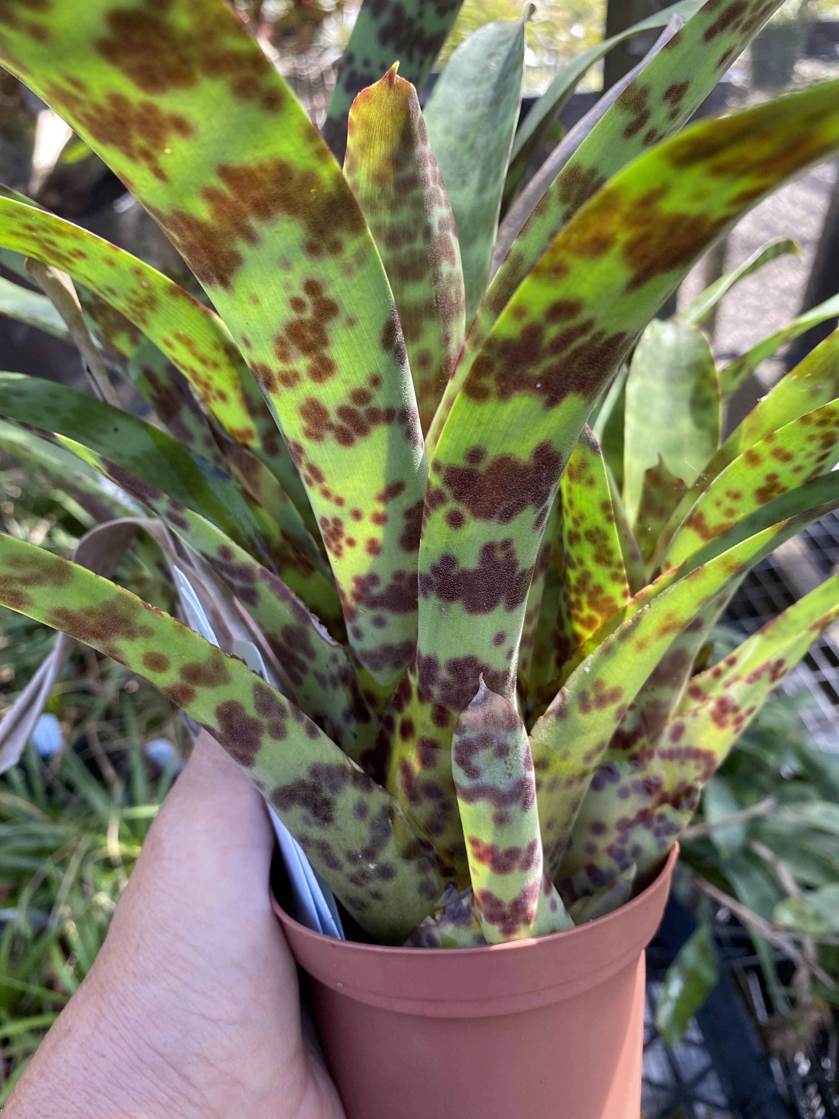 Vriesea guttata (Dark Clone) - Bird Rock Tropicals