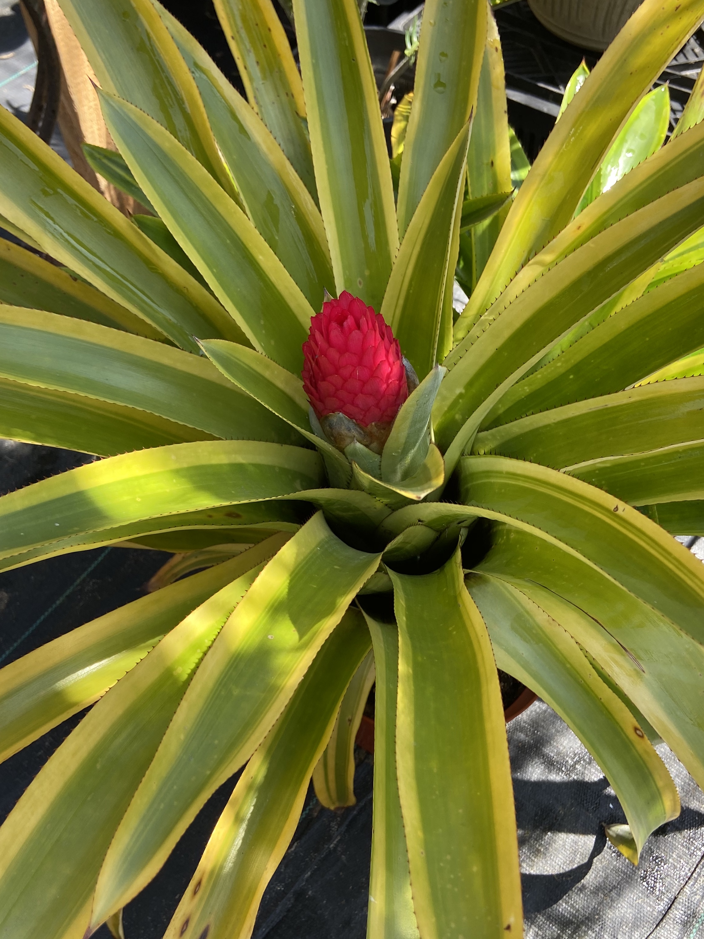 Quesnelia testudo 'Farro' (albo-marginata) - Bird Rock Tropicals