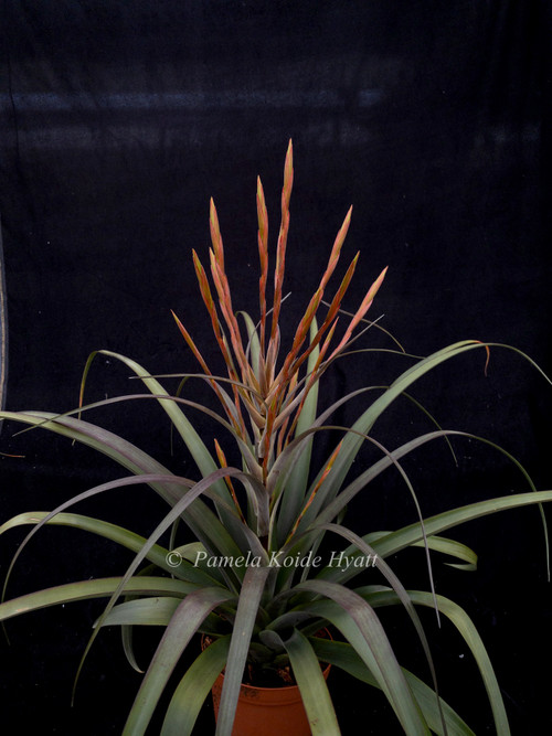 Tillandsia flabellata v. viridifolia (Giant Form, green) - Bird