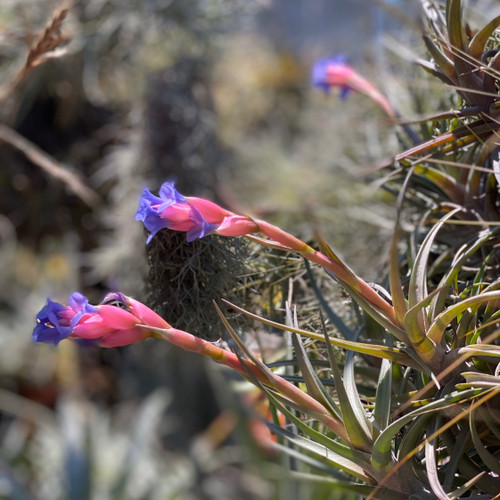 Tillandsia polzii - Bird Rock Tropicals