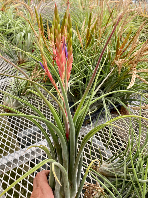 Tillandsia caput-medusae 'Robust' - Bird Rock Tropicals