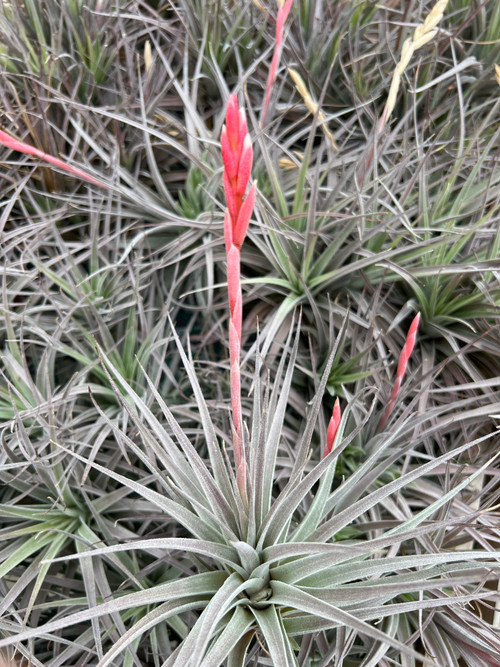 Tillandsia didisticha x pucaraensis - Bird Rock Tropicals