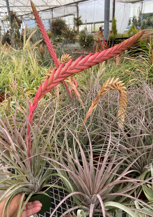 【なお】チランジア　チアペンシス　ジャイアント Tillandsia chiapensis Giant form multi bract チランジア