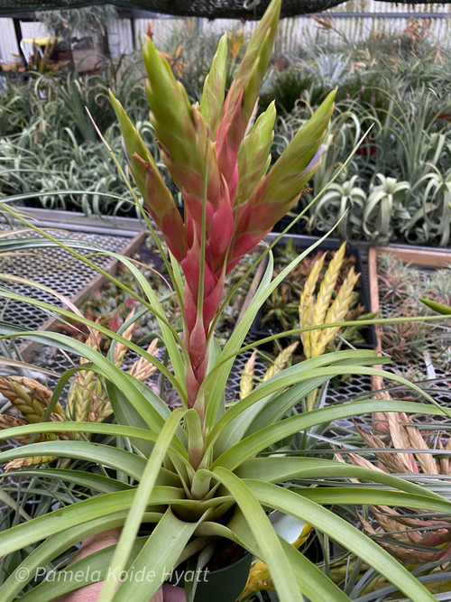 Tillandsia kegeliana x rothii - Bird Rock Tropicals