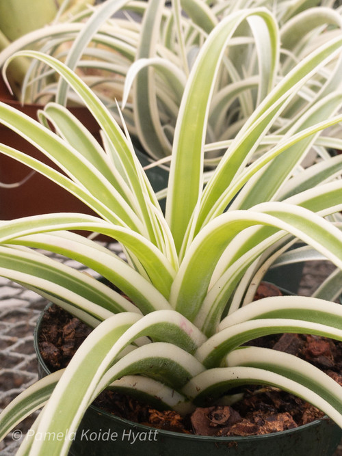 Tillandsia Deborah Ann 速達発送 Tillandsia Deborah Ann (Tillandsia riohondoensis variegated