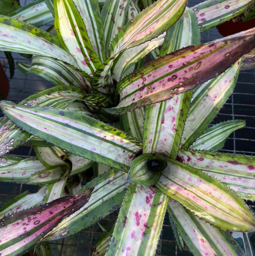 ブロメリア・エアープランツ Aechmea Orlandiana Ensign Reverse 3CFA9F2E-A171-414A-AEEB-