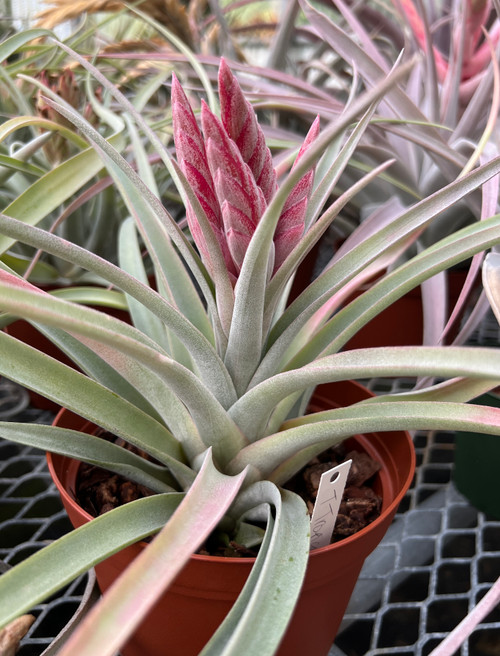 Tillandsia Tropical Fire - Bird Rock Tropicals