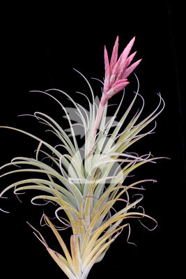 Tillandsia Bird Rock Curiosity - (T. mauryana x latifolia v