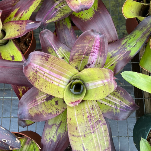 ブロメリア・エアープランツ Neoregelia Mandela Neoregelia 'Mandela' x 'Midnight' - Bromeliad Paradise