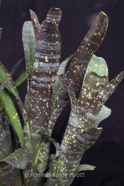 ブロメリア　billbergia toneprai commetstar ブロメリア billbergia toneprai commetstar