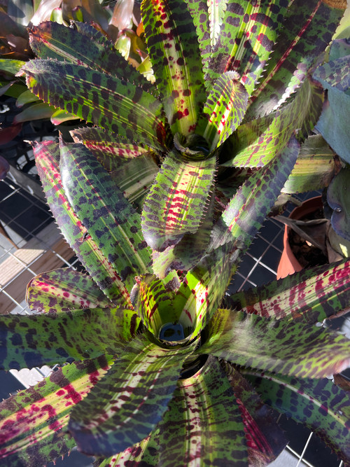 Neoregelia Hellacious - Bird Rock Tropicals