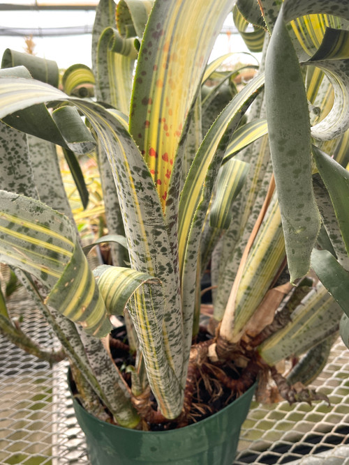 Quesnelia ‘Rafael Oliveira’ マルモラータ 斑入り IMG_1837__75299.1621630892.500