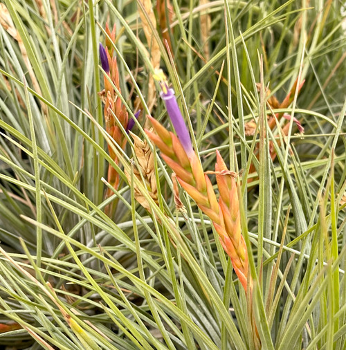 Tillandsia ortgiesiana - Bird Rock Tropicals