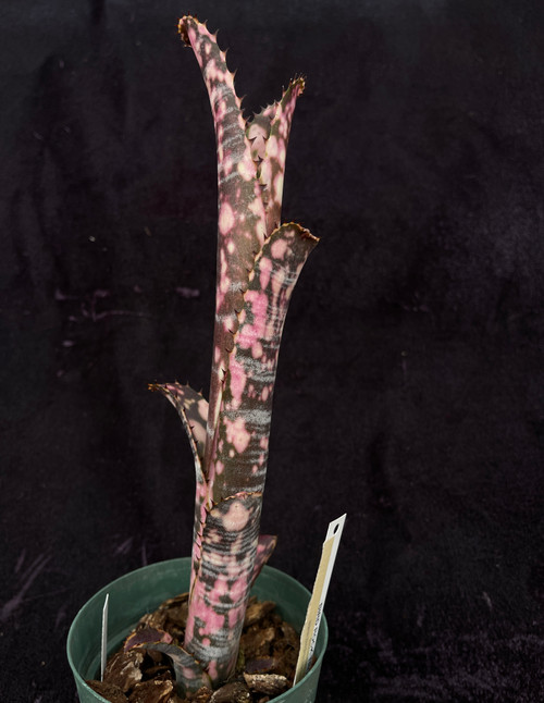 ブロメリア・エアープランツ Billbergia Calcite Billbergia calcite ビルベルギア カルサイト sold out