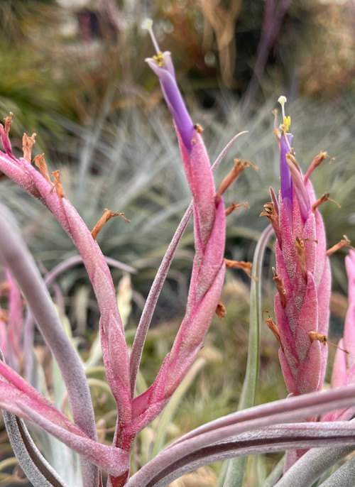 Tillandsia caput-medusae 'Pink' - Bird Rock Tropicals