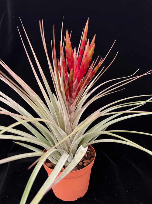 ブロメリア・エアープランツ OkayNeoregelia Aussie Red T Spotted T Tillandsia fasciculata 'Red' x latifolia - Bird Rock Tropicals