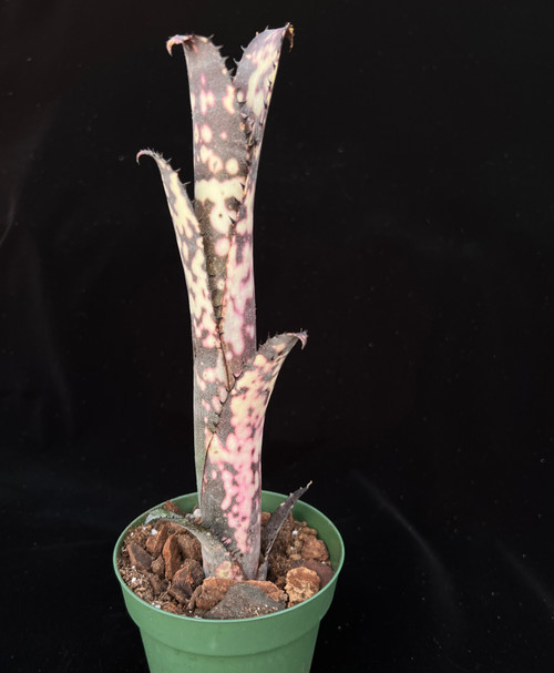 Billbergia vittata ‘Domingos Martins' Billbergia vittata cv. 'Domingos Martins' Double headed