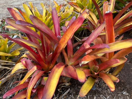 Aechmea blanchetiana Wally Berg F2 - Bird Rock Tropicals