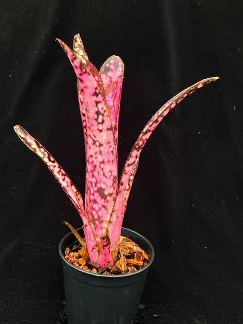 Billbergia Incendiary Delight - Bird Rock Tropicals