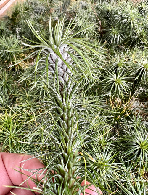 Tillandsia funckiana var. recurvifolia - Bird Rock Tropicals
